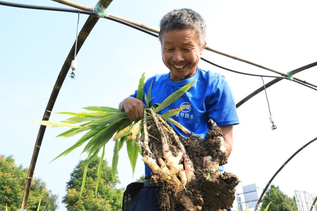 江永头茬香姜抢鲜上市脆嫩可口受青睐