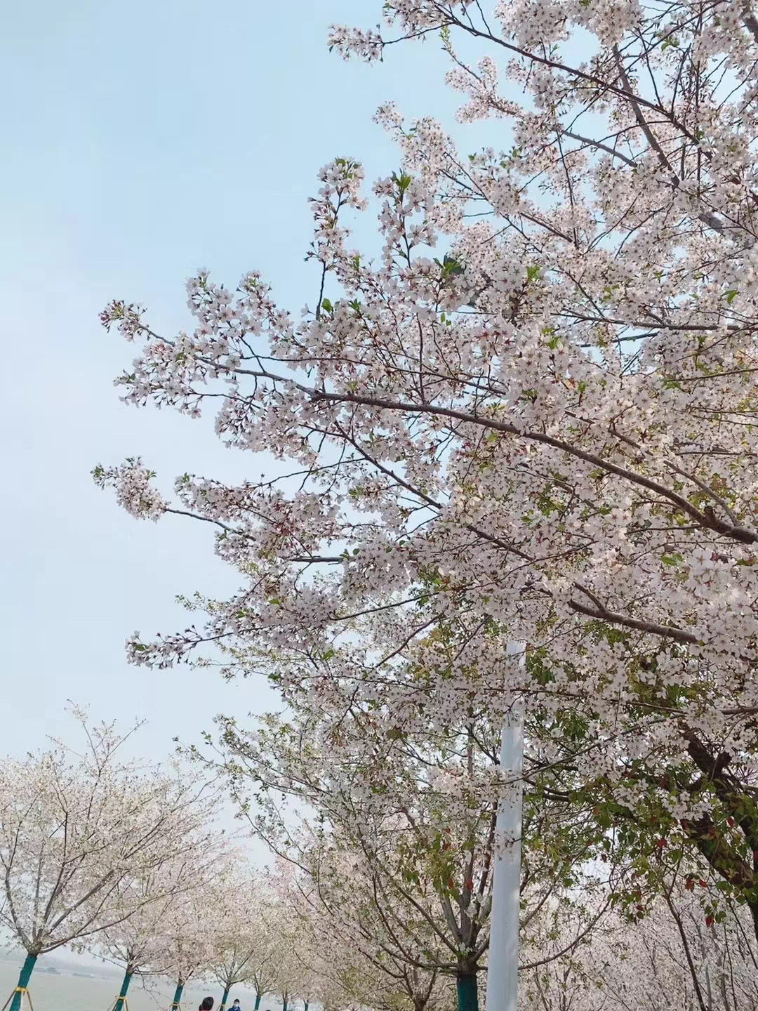 周末你被幕燕滨江风光带的樱花刷屏了吗!