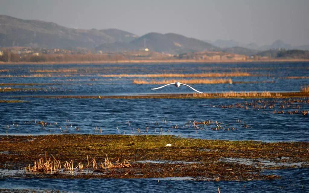 从火车站出发: 草海站下车后,乘威宁1/5路公交车即可到达草海景区.