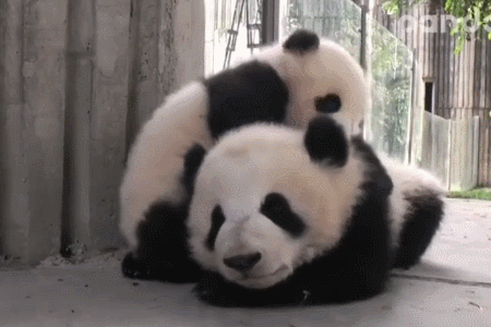 来世纪山水, 看国宝熊猫!