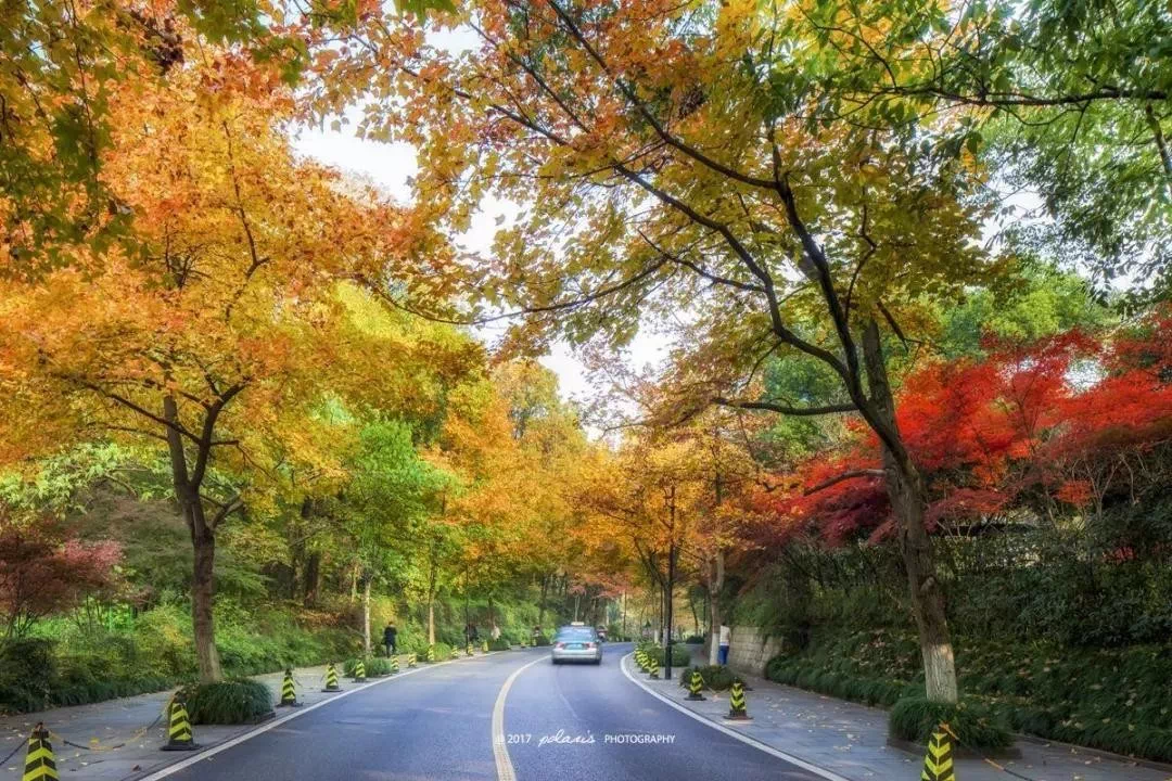 龙井路 王山 摄