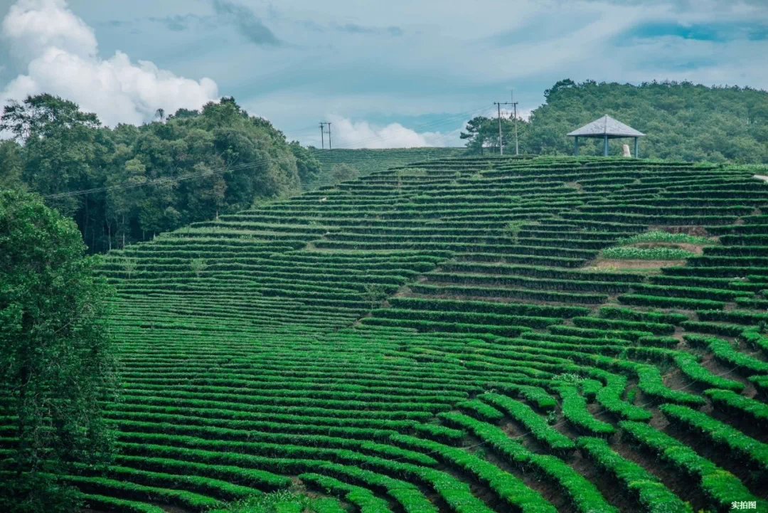 业主活动徜徉在连绵茶山画卷里