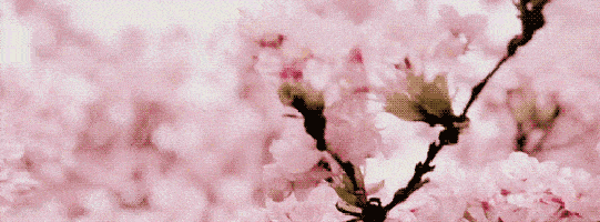 541_200gif 动态图 动图