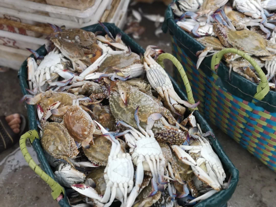 海鲜盛宴相约北海开海第一鲜肥美无极限