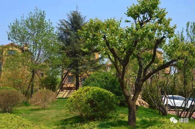 虞园 道法自然宅院 园鉴美学空间-潍坊搜狐焦点