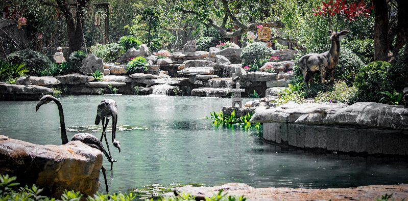 天禧叠石水景 全冠移植香樟,铁冬青等名贵成树