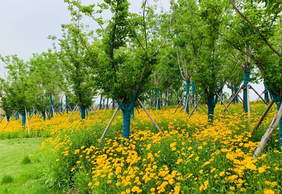 城南之星业主的"后花园" 阜阳植物园5月底具备开园条件