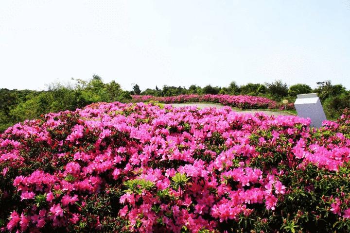 霸屏了大溪太湖尖杜鹃花温岭最高峰上秀美景