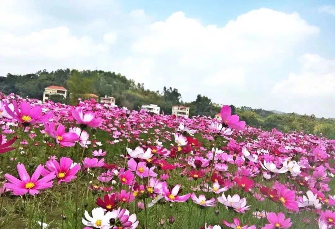 这个周末去看花吧春天的惠州已成花海这些赏花点都是免费