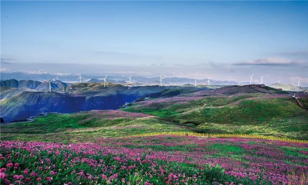阿西里西·韭菜坪花海