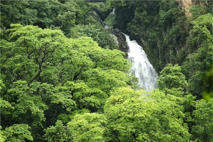 一起共繁共荣这里深受大自然的垂爱↓植物目前,在中国境内的高黎贡山