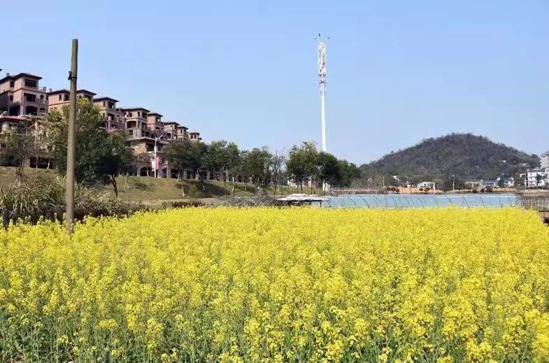 [青龙湾]油菜花开的日子 到青龙湾小镇赴一场美食的约会