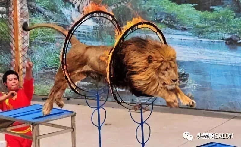 的百兽之王老虎和狮子大摇大摆走上台,在驯兽师的指令下,表演钻火圈