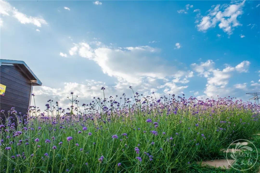 标-赏花指引-地址:米易县新山傈僳族乡坪山村【金杯半山米易太阳谷