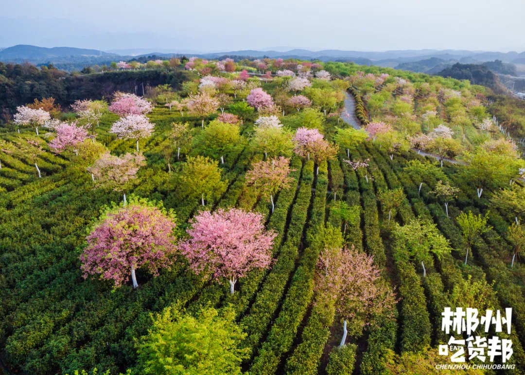 高椅岭樱花谷1月25日开园啦丹霞樱花即将美出圈