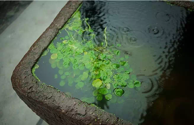 院居·夏赏 | 最美不是下雨天,是听雨的屋檐