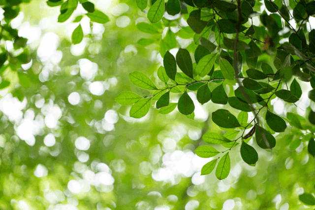 背景 壁纸 花 绿色 绿叶 树叶 植物 桌面 640_426 gif 动态图 动图