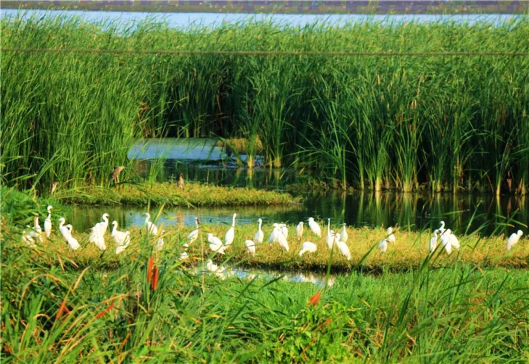 壁纸 草原 桌面 1080_745