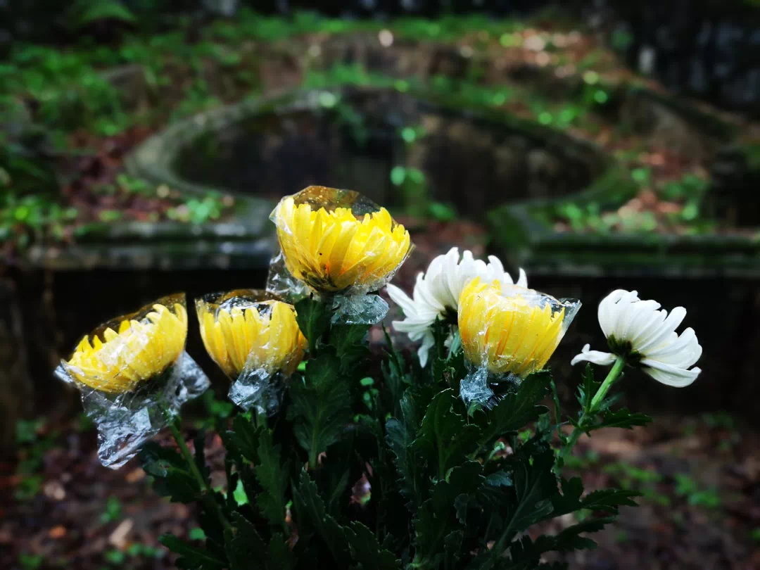 一束菊花表缅怀