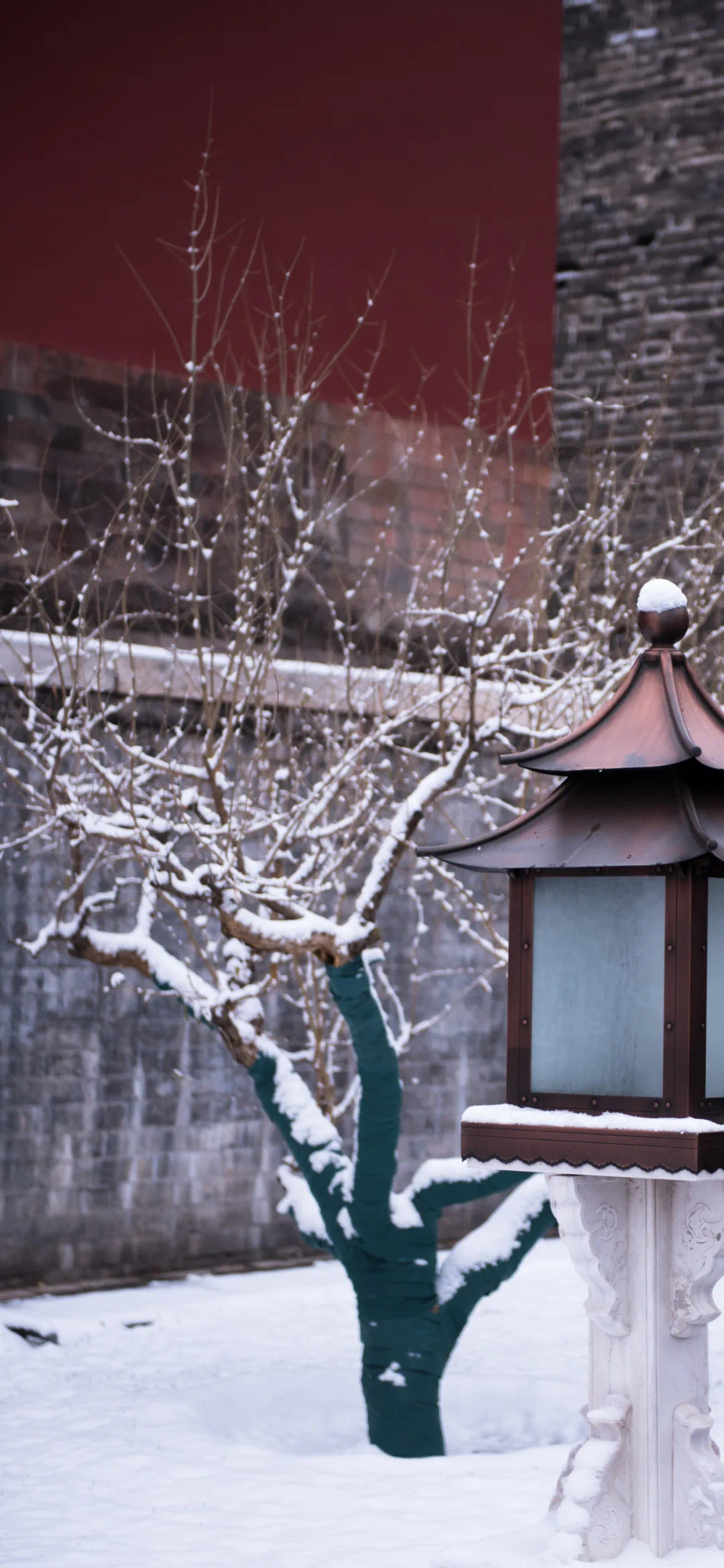 冬季限定 | 君问京城雪 我言似落花