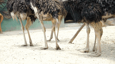 5米世界上体型最大的鸟类之一呆萌鸵鸟 欢乐邂逅可千万别错过了哦给