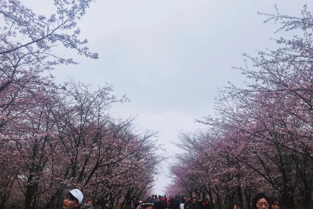 贵阳批去平坝赏花的人,已哭着回来!在樱花园做这事!