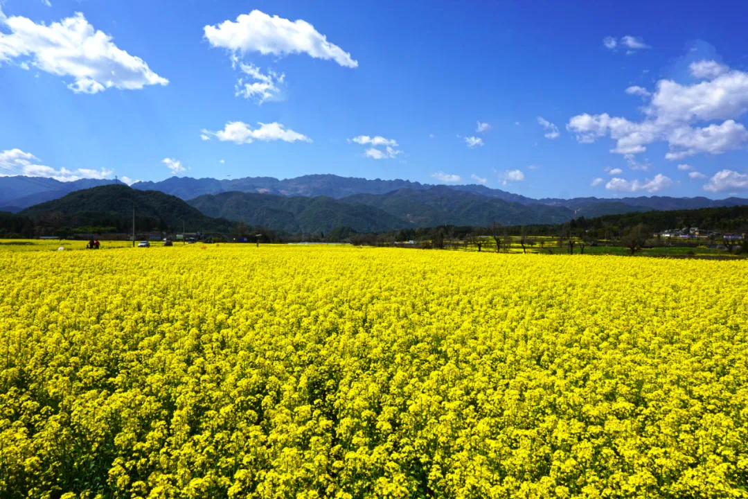 界头万亩油菜花海实景