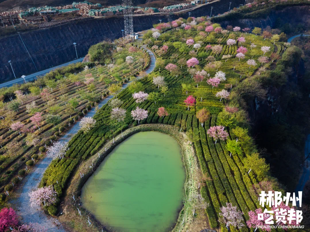 高椅岭樱花谷1月25日开园啦丹霞樱花即将美出圈