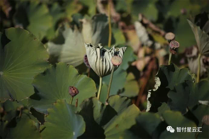白露||最富有诗意的节气