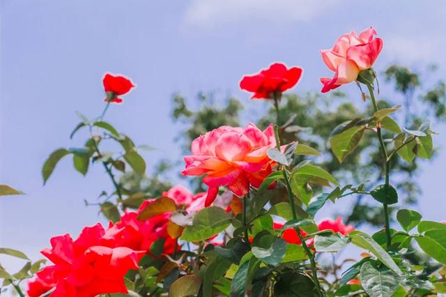 【正展逸园】深圳超浪漫玫瑰花海盛放,3000㎡美到无边-深圳