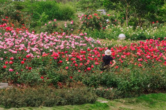 【正展逸园】深圳超浪漫玫瑰花海盛放,3000㎡美到无边-深圳
